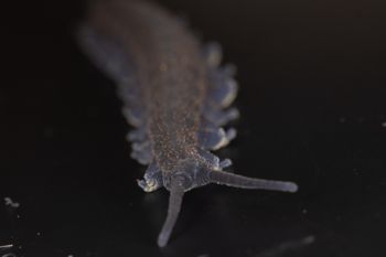 Media type: image;   Invertebrate Zoology 168055 Description: Digital photograph of specimen in life.;